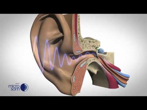 Como sua audição funciona