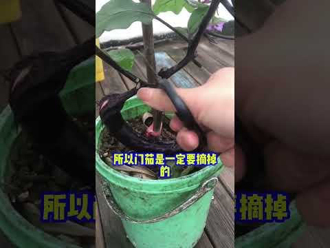 茄子种植的摘门茄时间和技巧茄子种植 茄子 农业种植 三农 服务三农支持三农