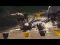 Badass Dash Canine Division Obstacle Course Race