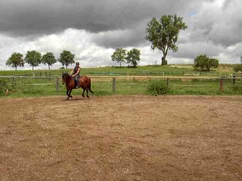 1 Kreuz 1 Oxer aus dem Galopp