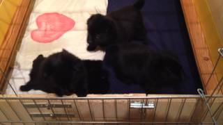preview picture of video 'playing schipperke puppies'