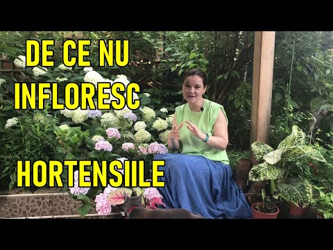 , title : 'De ce nu infloresc hortensiile. 3 greseli frecvente #ingrijireaflorilor'