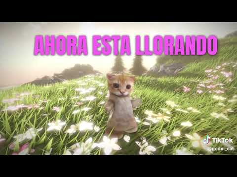 Miaou Miaou ✨❤️