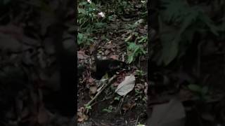 Cuteness Overload! A Family of White Nosed Coatis! 🇨🇷