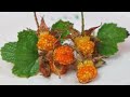 CREEPING RASPBERRY Weird Fruit Explorer Ep 396