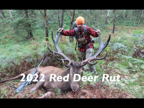 My Finest Stag - (Public land Red Deer, NSW Australia)