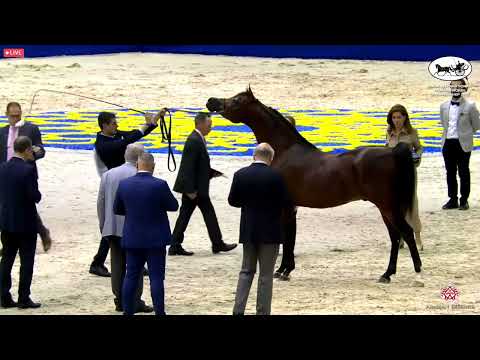 N 118 AJ NABHAN   Dubai International Arabian Horse Championship 2022   Colts 3 years old Class 11