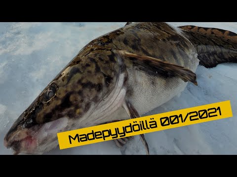 Madepyydöillä 001/2022