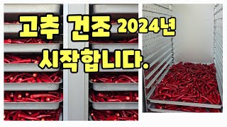 고추 건조 시작 2024년 괴산청결고추 첫물 건조 방법 온도 등 상세 [고추재배방법]