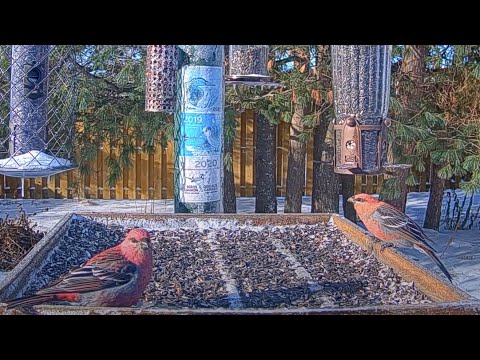 Pine Grosbeak Sighting! Two Males Are First To Visit With Flock Of Evening Grosbeaks – Nov. 7, 2023