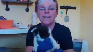 Virtual Pet Visit: Kitten Care