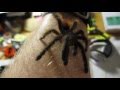 Wuchi S Spinnen Speedy 9 FH