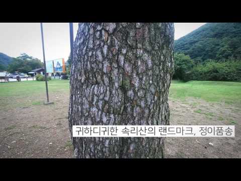 서원리소나무(정부인 소나무)