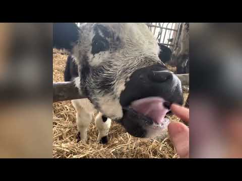 Pustertaler Sprinzen Kindergarten