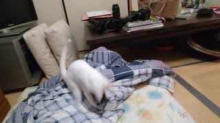 鰹キャッチあめちゃん