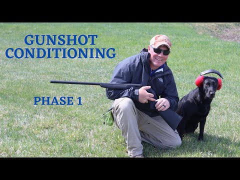 The Best Way to Introduce Your Dog to Gun Fire - Phase 1
