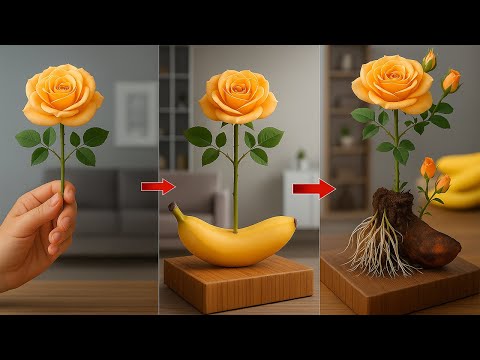 Bara bananer! Rosenkvist får plötsligt rötter som galningar över en natt!