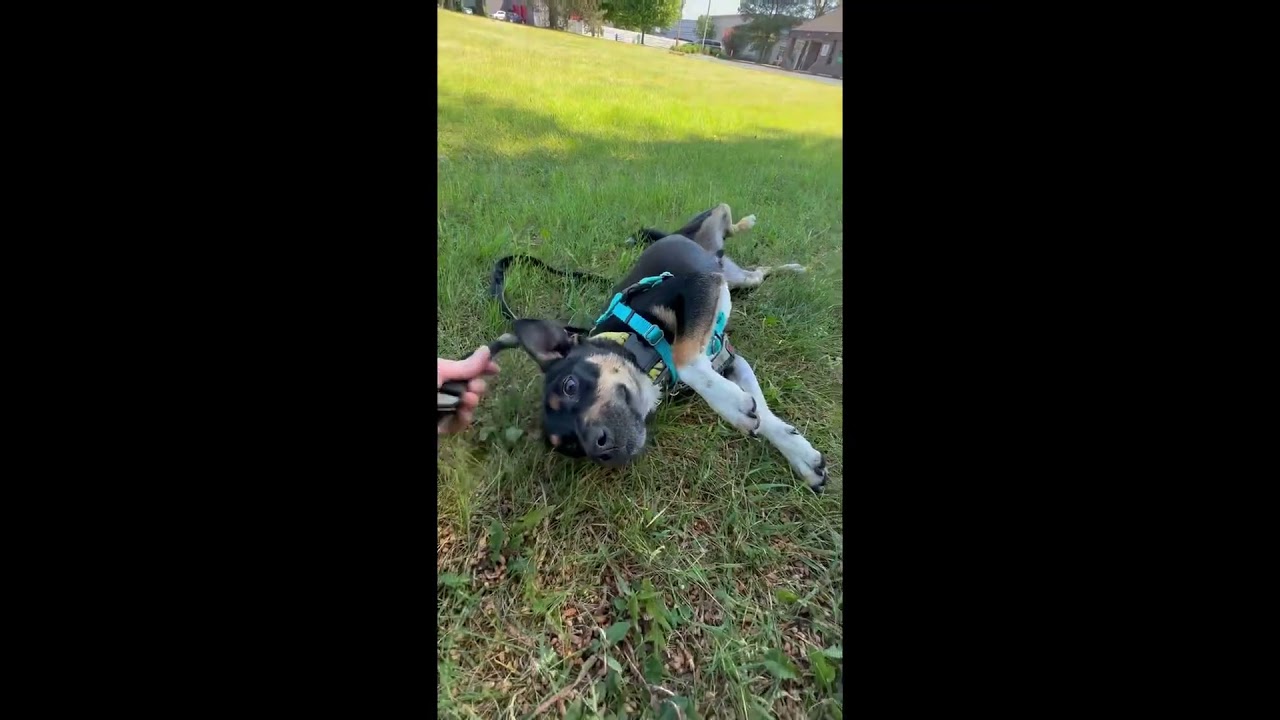 Enlarge Tippy-Foster Home Needed, a ADOPTABLE mixed breed in Hartland, WI video 5/6