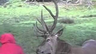 preview picture of video 'Dramatic story of 8 years Red Deer (Rothirsch)'
