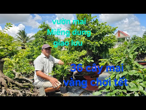 vườn mai vàng miếng dung xin báo giá 36 cây mai vàng chơi tết 0908794939
