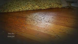 How to Remove Black Stains from Hardwood Floors?