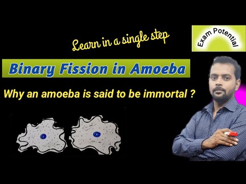Binary fission in Amoeba in ENGLISH | Reproduction in Amoeba | Biology | Asexual reproduction Amoeba