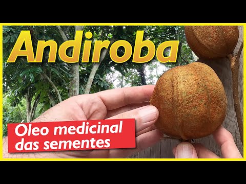 A andiroba: árvore da Amazônia produtora de óleo medicinal