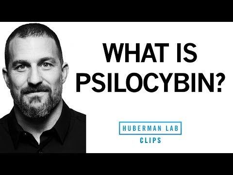 What Is Psilocybin (Magic Mushrooms) & What Are Its Effects? | Dr. Andrew Huberman