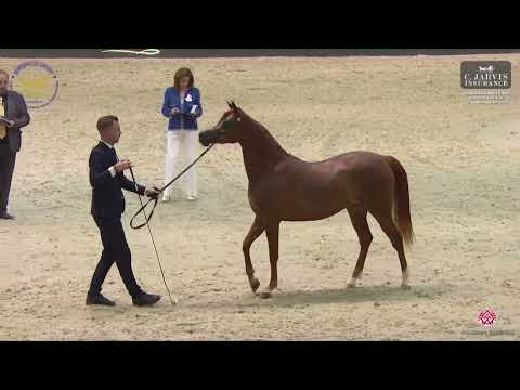 N.50 D SAMAHAH - Dubai International Arabian Horse Championship 2023 - Fillies 3 Years Old (Clas...