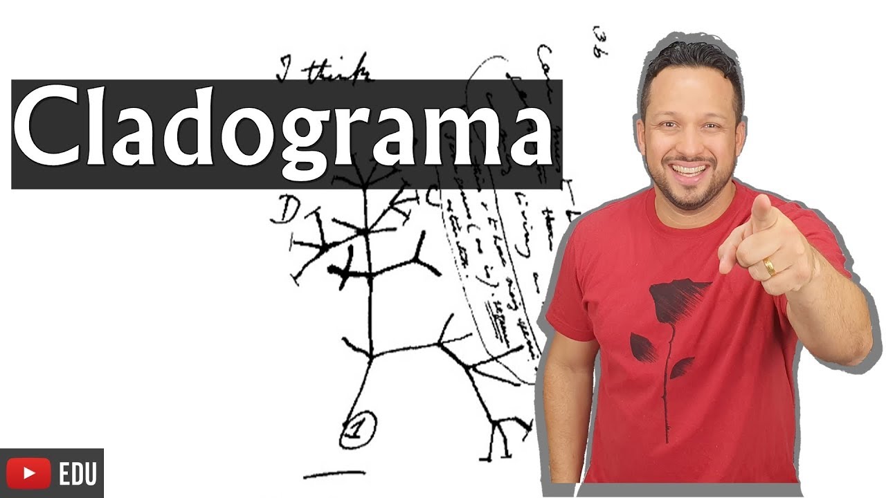Cladograma ou Árvore Filogenética - Biologia com o Tubarão