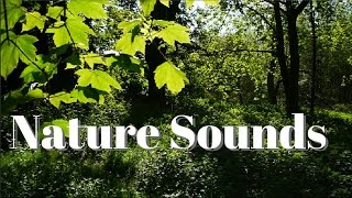 Nature sounds the forest birds singing insects rel