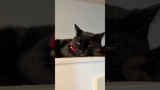 【黒猫】冷蔵庫の上には