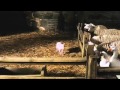 Charlotte S Web Fragman