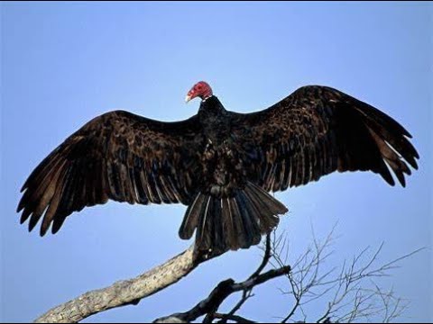 Birds in the Dominican Republic: Turkey Vultures
