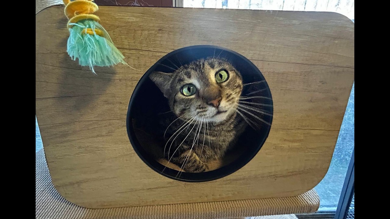 Mimi - new, a Adoptable Tabby in Sherman Oaks, CA video 6/6