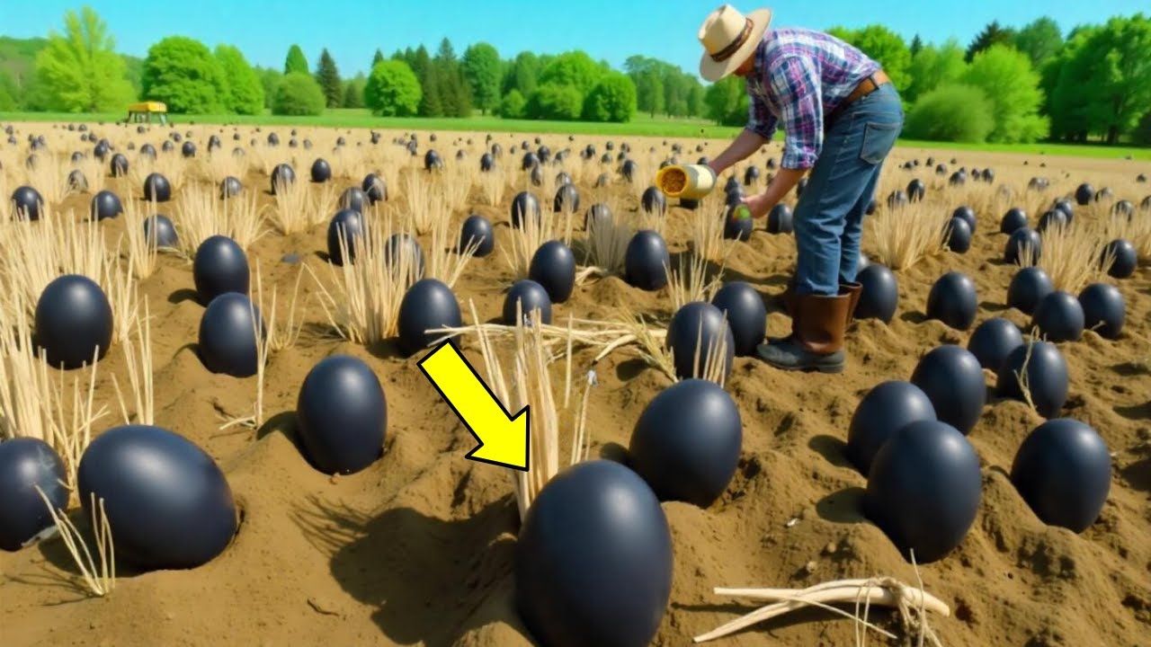 Farmer Finds Black Eggs, But When They Hatch He Starts Crying...