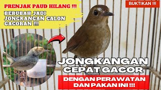 Download lagu PRENJAK MISSES, REPLACED WITH A SLOP❗FEEDING & CARE TIPS TO MAKE IT SING QUICKLY❗ mp3