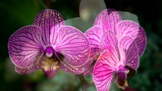 preview picture of video 'Orchideen fotografiert im Tropenhaus Frutigen'