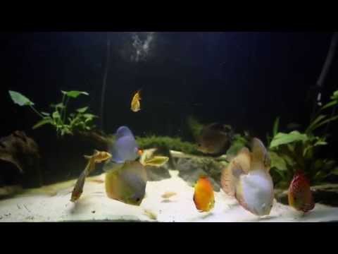 My Discus Tank