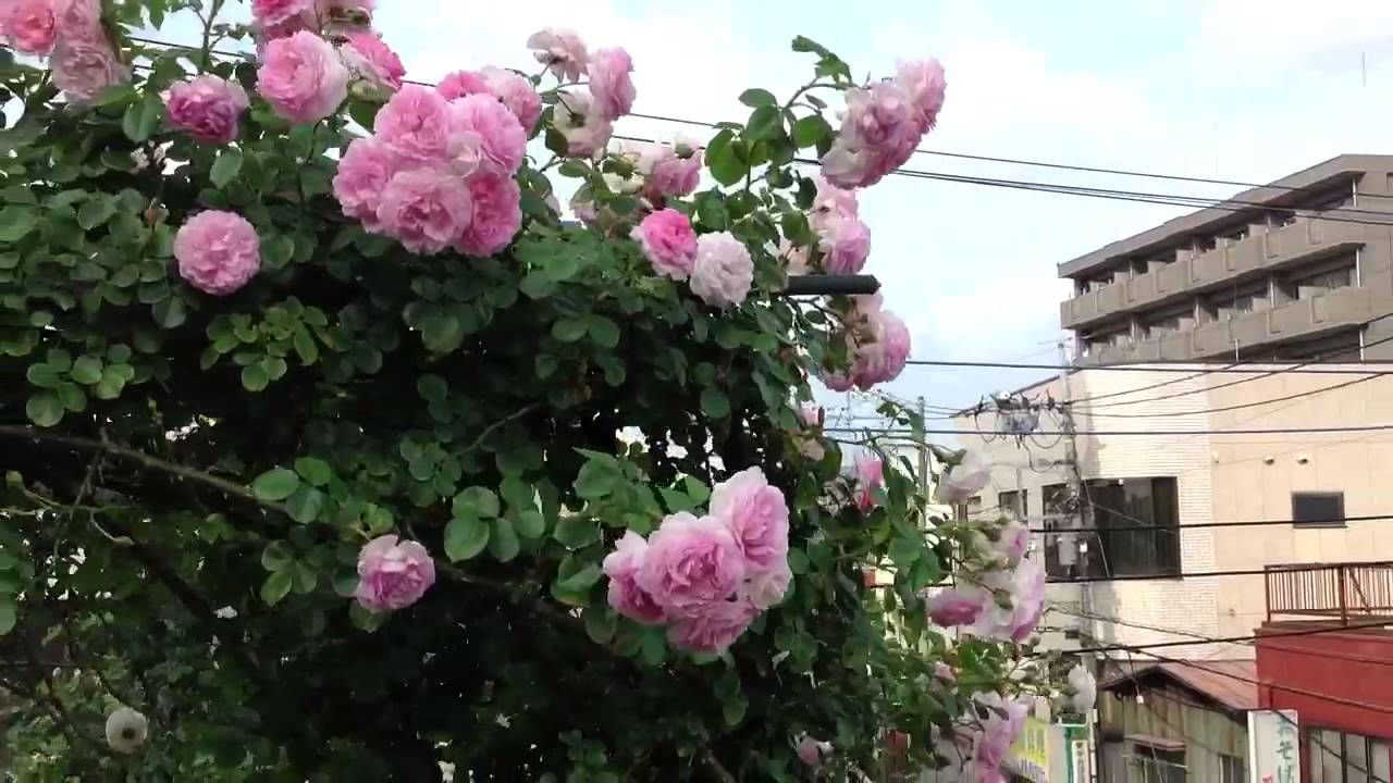 Shiuan&#39;s Rose Garden 2013.5.28 花園日記 (Cl)Jasmina