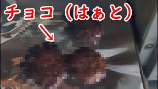 バレンタインにチョコを貰えなかった男の末路（実写茶番）
