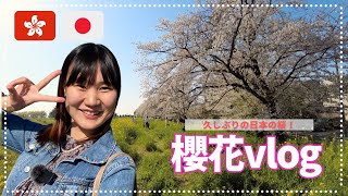 日常vlog 睇櫻花🌸 | 桜vlog