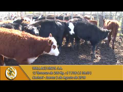 02-08-18 Venta de Hembras - Wallace Hnos. S.A. - Cacharí