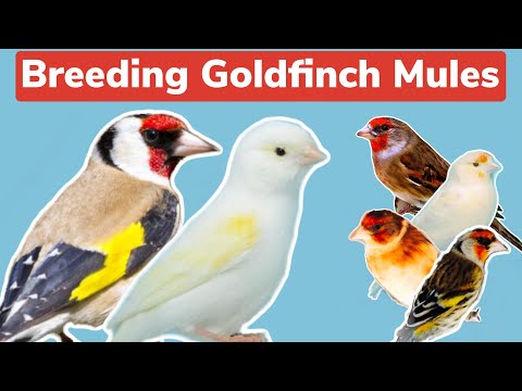 Breeding Goldfinch Mules | The preparation