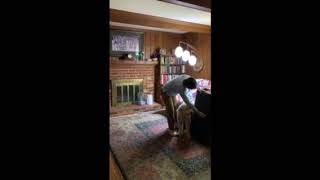 Dog is Eager for a Zion’s Touch Massage