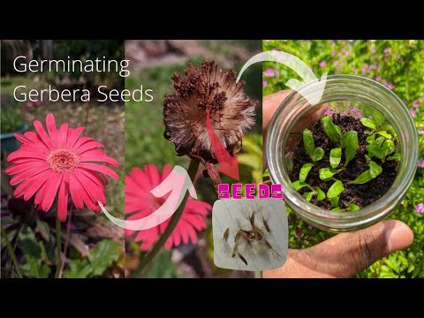 , title : 'How to germinate gerbera seeds | Babandasia from seeds |gerbera seed propagation | Part 01'