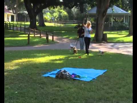 Expresso - Walk the Dog and Work Out!