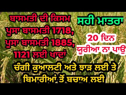 ਬਾਸਮਤੀ 1718 ਅਤੇ 1885 ਚ ਚੰਗੇ ਝਾੜ ਲਈ ਜਰੂਰੀ ਖਾਦ, ਸਪਰੇਅ | Pusa basmati 1718 and 1885 Fertilizer