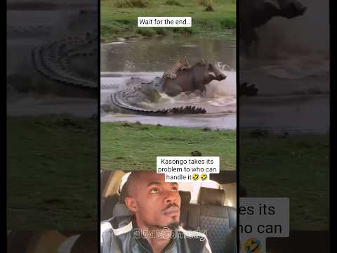 Funny videos, worthog carry the leopard for crocodile#kasongo #crocodile #leopard #funny #comedy