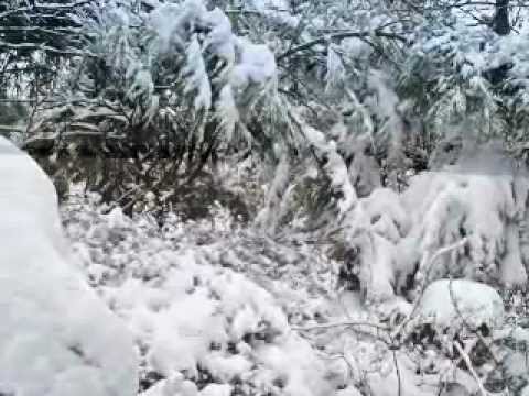 Alka-Rex.  Dasf 2005